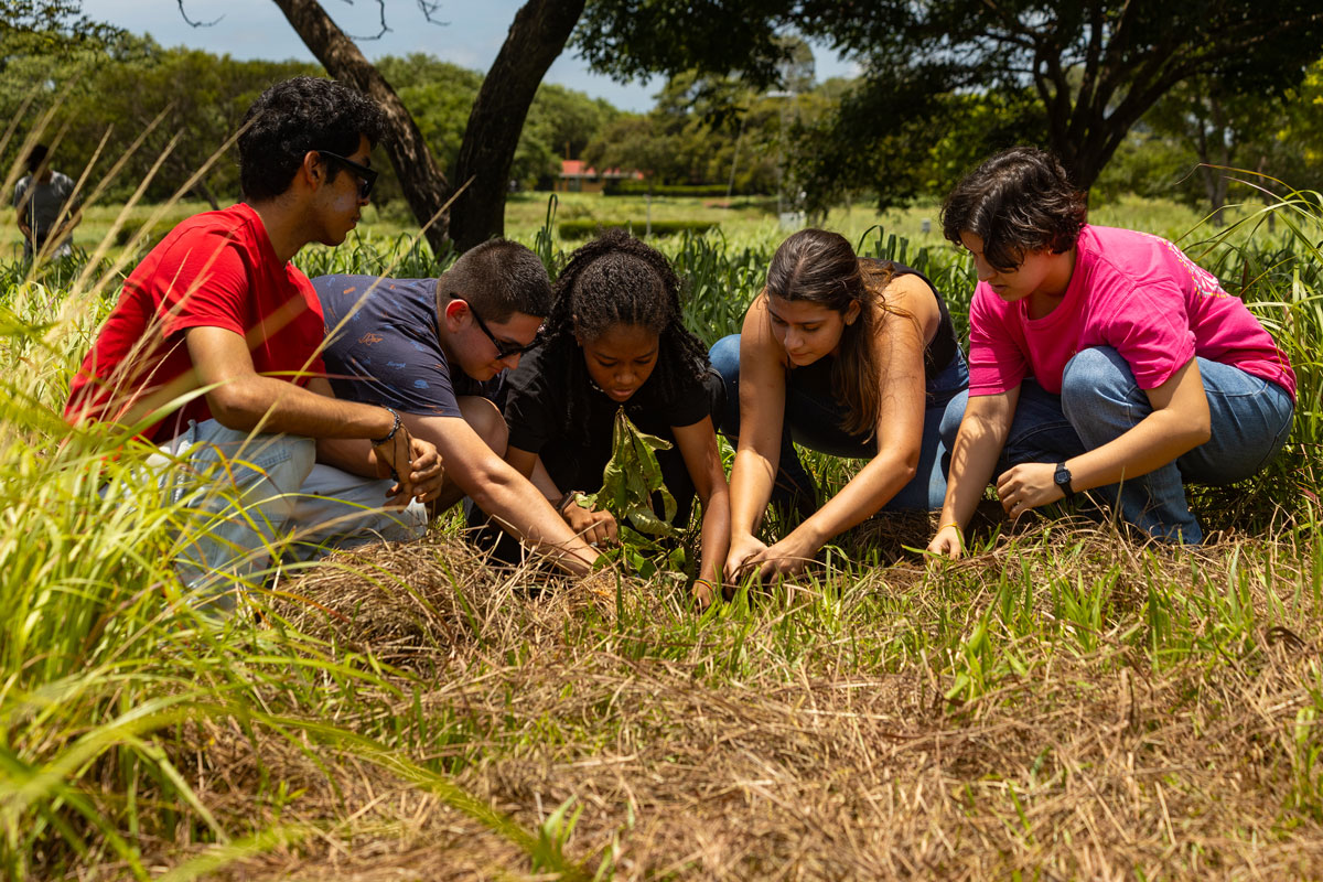 Reforestacion Invenio Universidad Dual